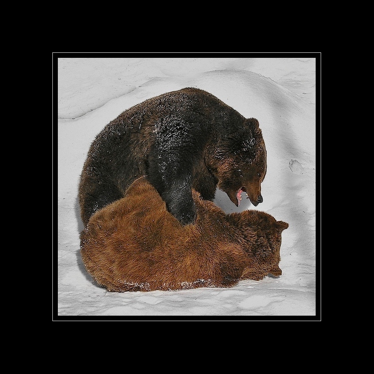 Medveď (182).JPG